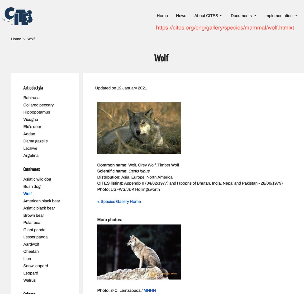 cites bild wolf