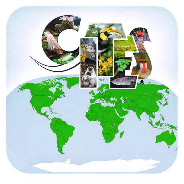 cites kachel