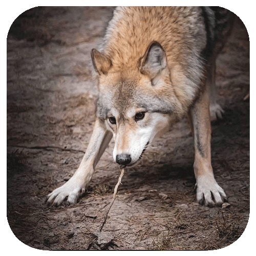 suchwolf
